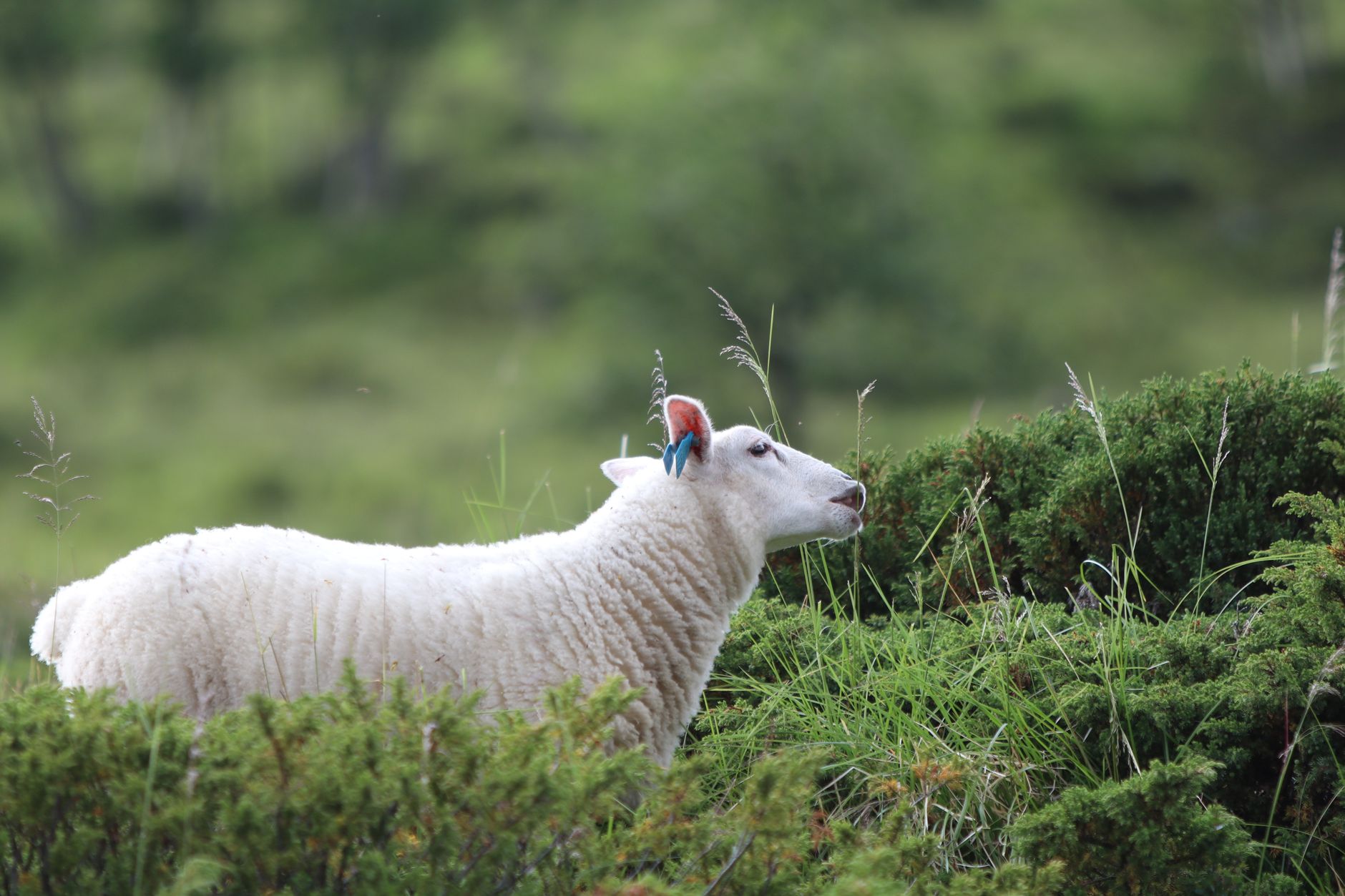 Lamb Weston stock gains: Is it the best investment now?